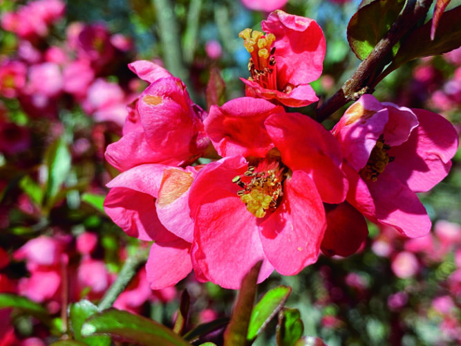 Flowering Quince Varieties for Food and Flowers Grit